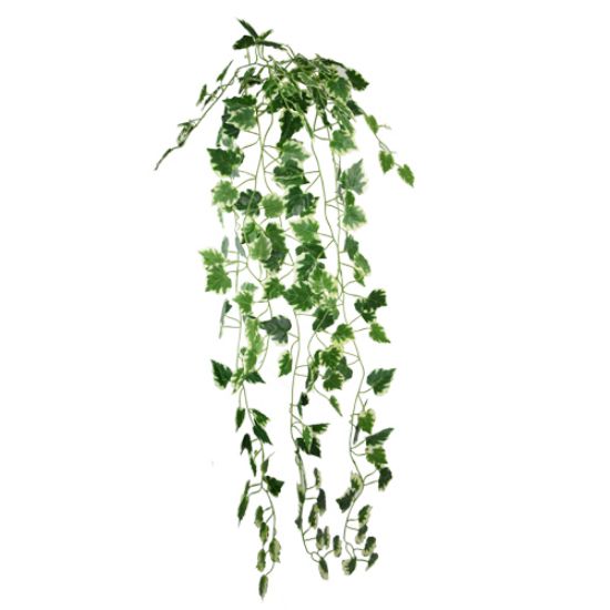 Trailing Ivy