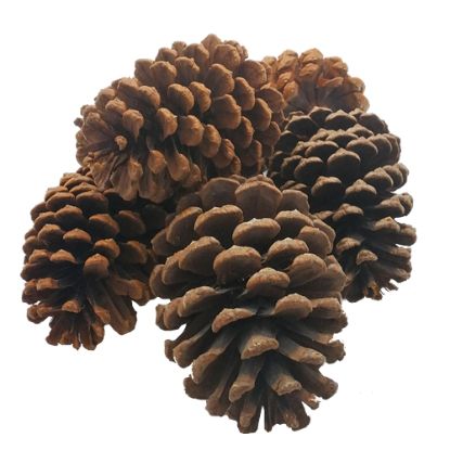EXTRA LARGE PINE CONES X 6pcs