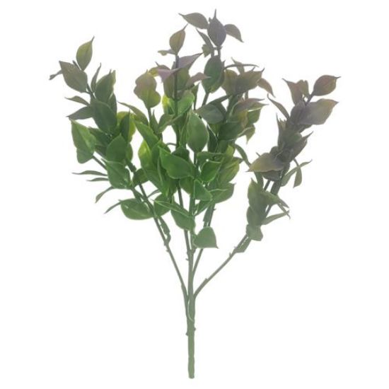 Ruscus Bush - Purple Tipped