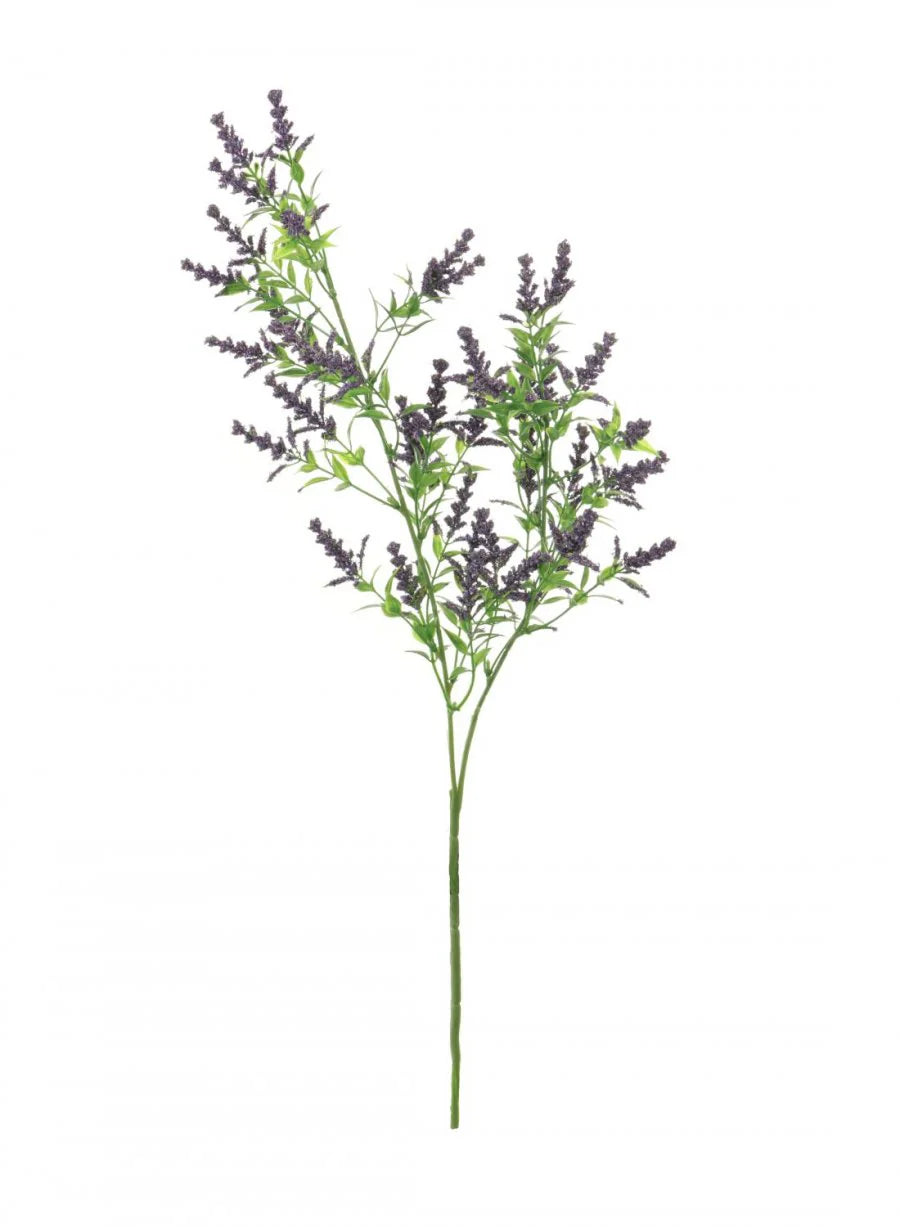 Wild Lavender