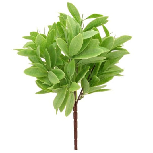 Bay Leaf Bush