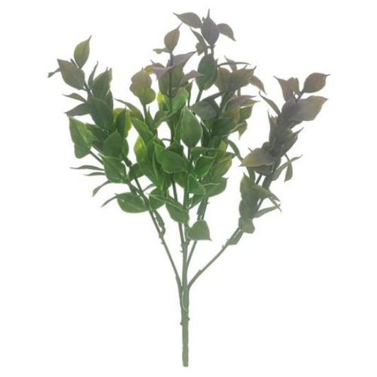 Ruscus Bush - Purple Tipped