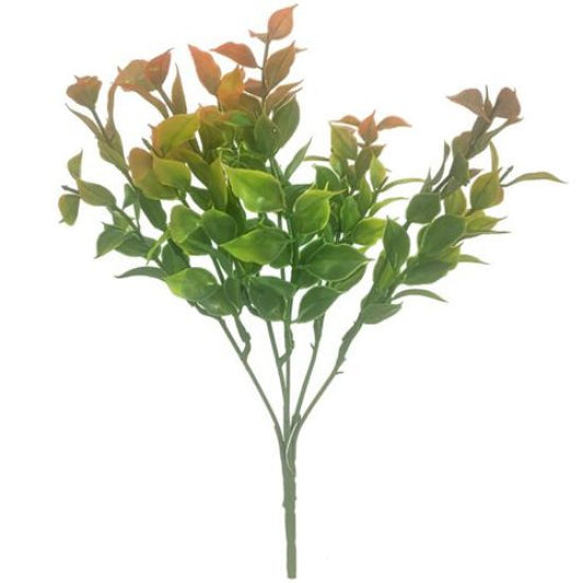 Ruscus Bush - Brown Tipped