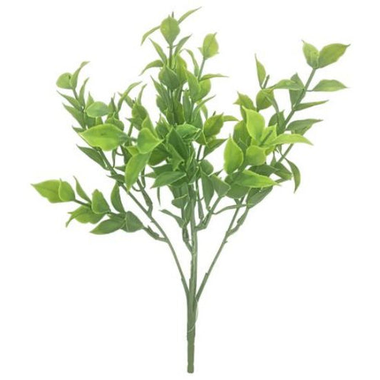 Ruscus Bush - Green