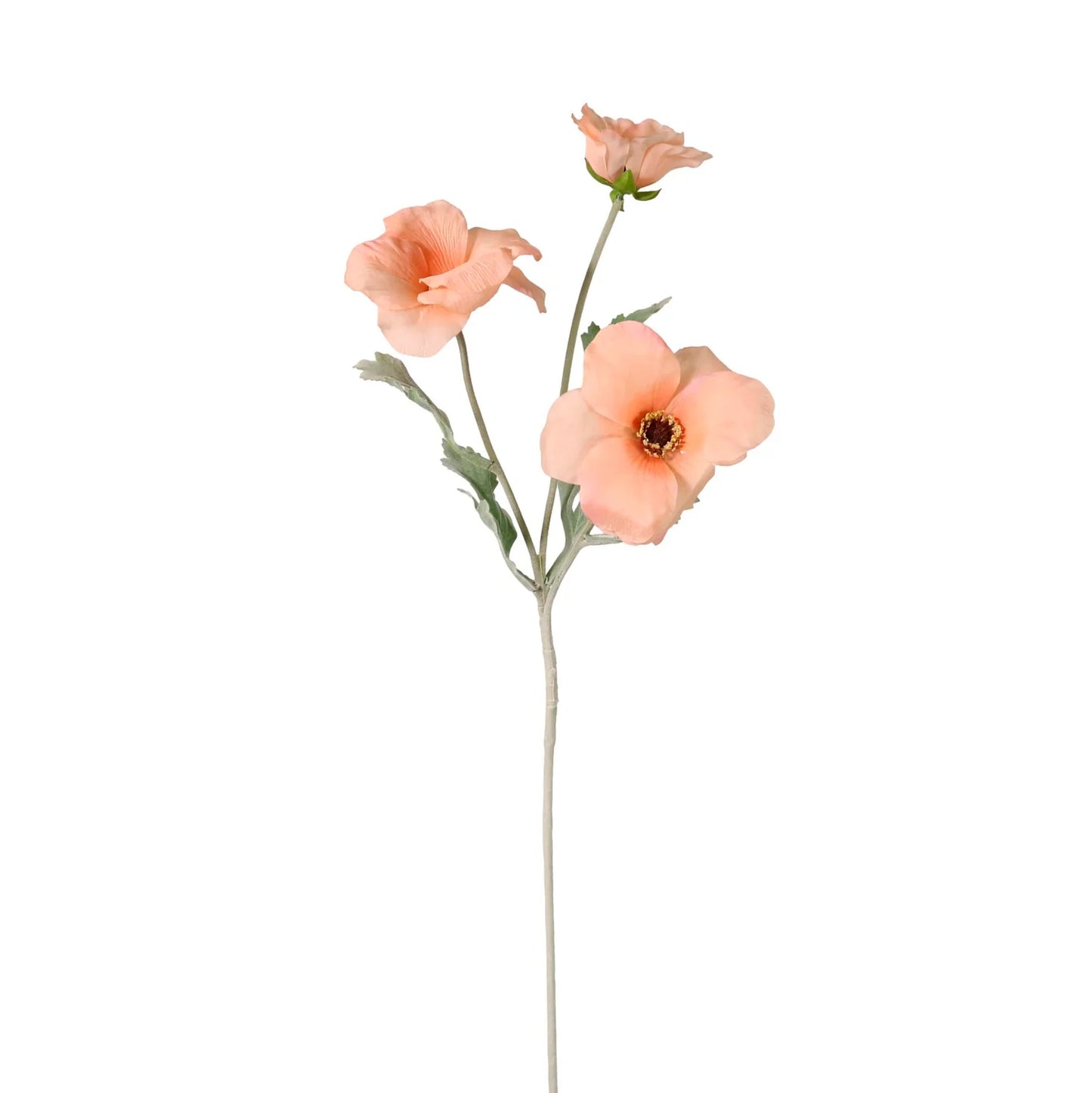 Trumpet Valentina Spray- Peach