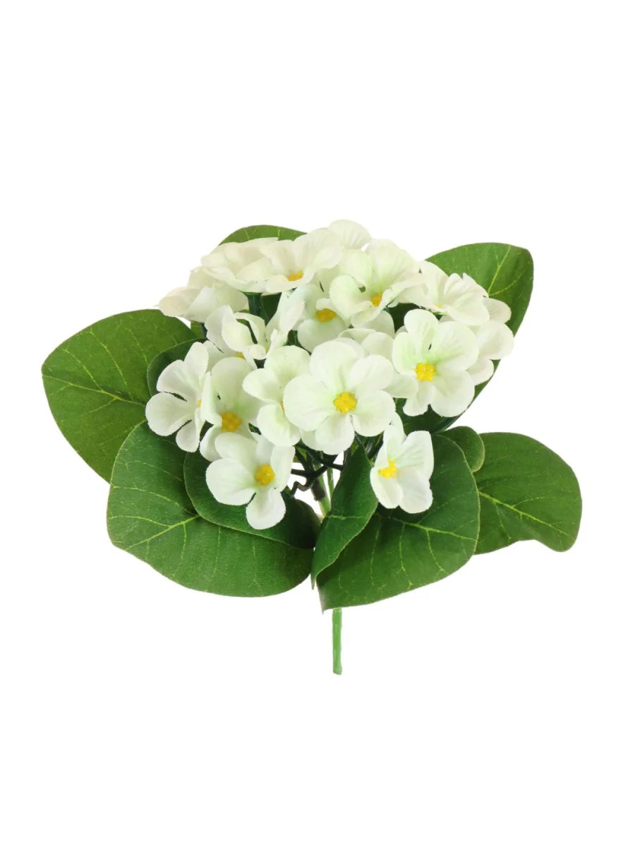 African Violet (Primrose)