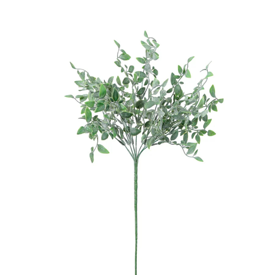 Ruscus