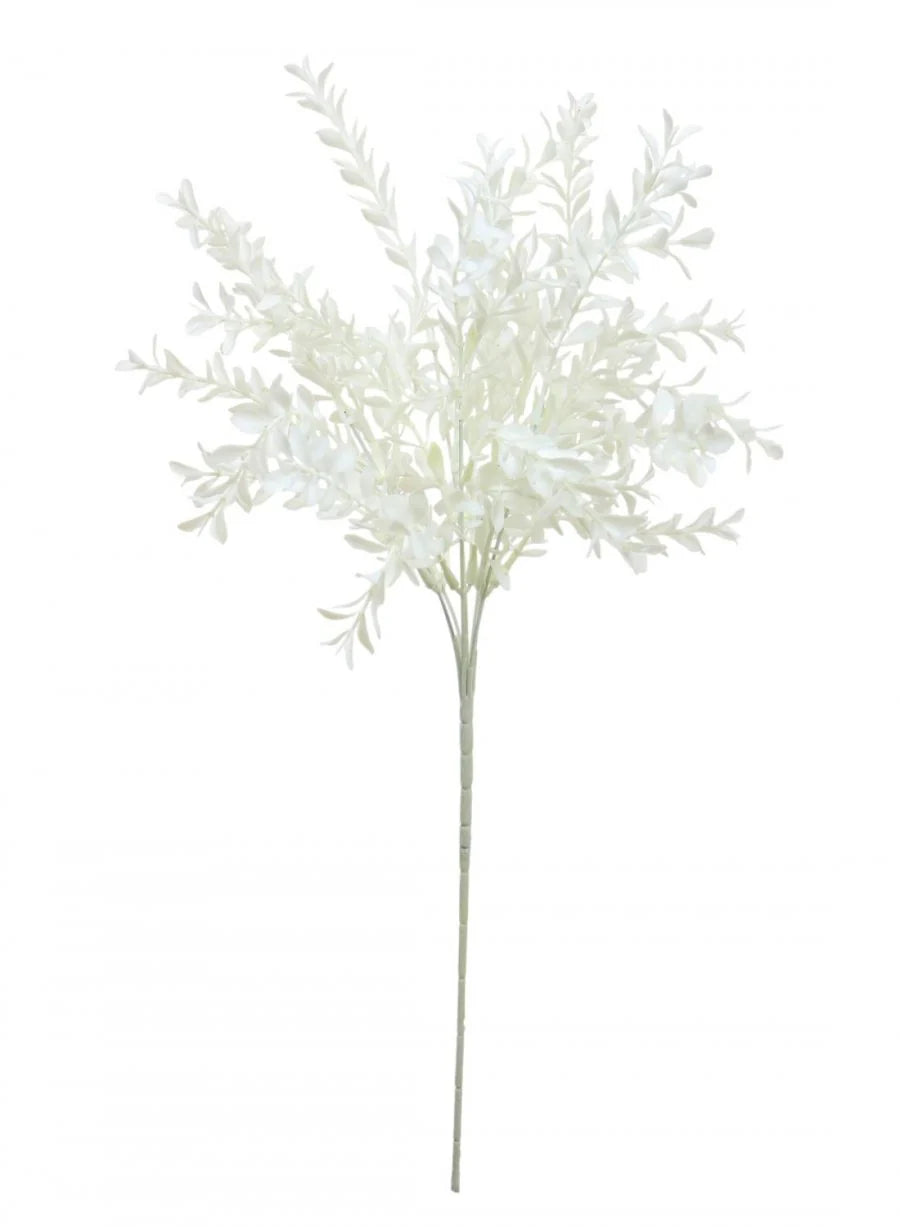 Parvifolia - White