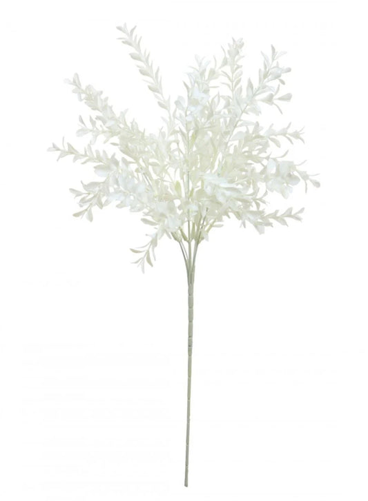 Parvifolia - White