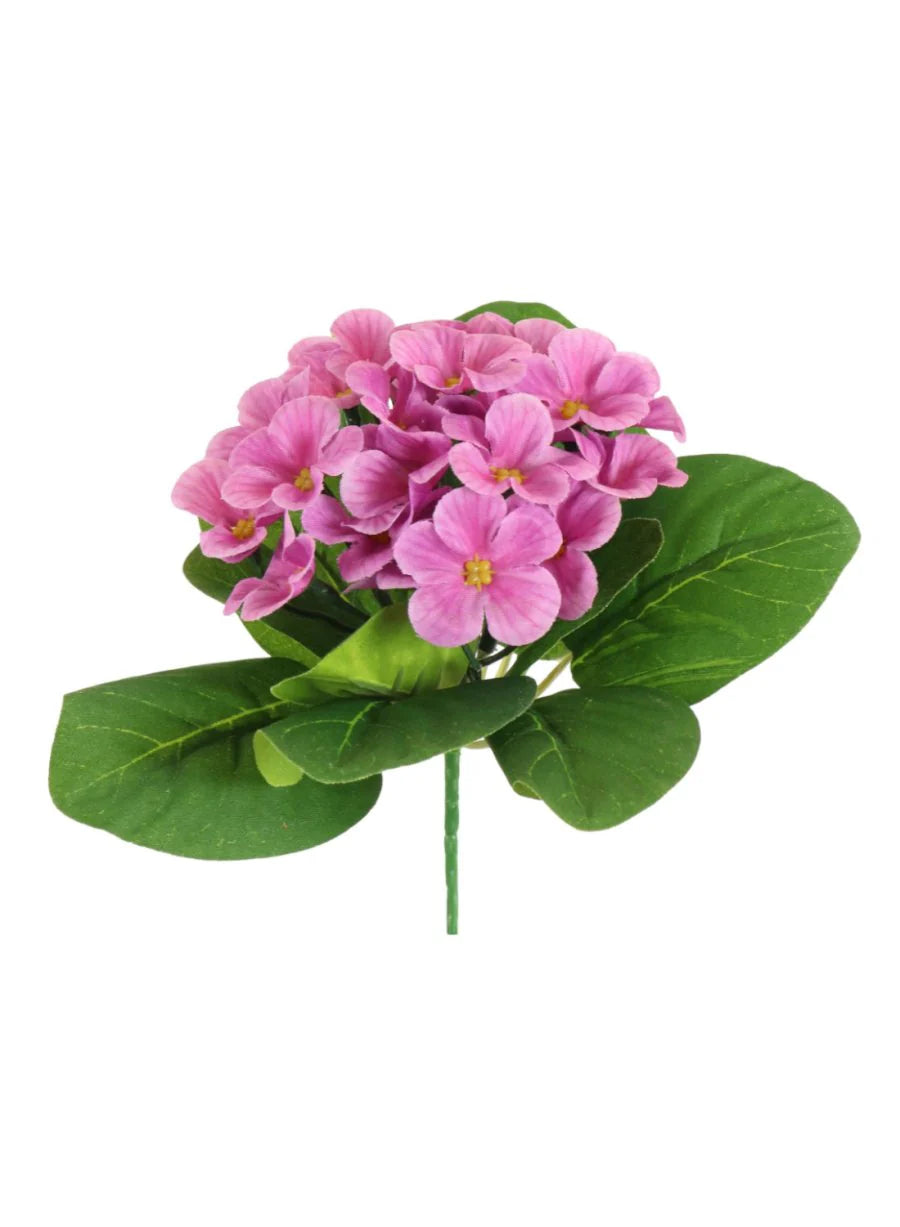 African Violet (Primrose)