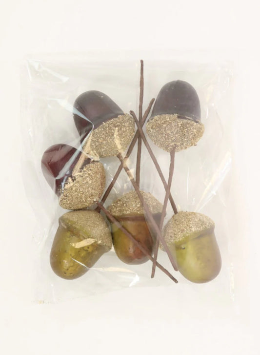 Acorns- 6 pack