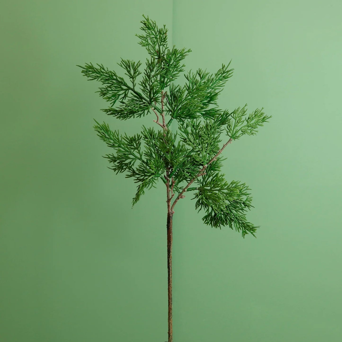 Premium Juniper Pine Conifer Stem