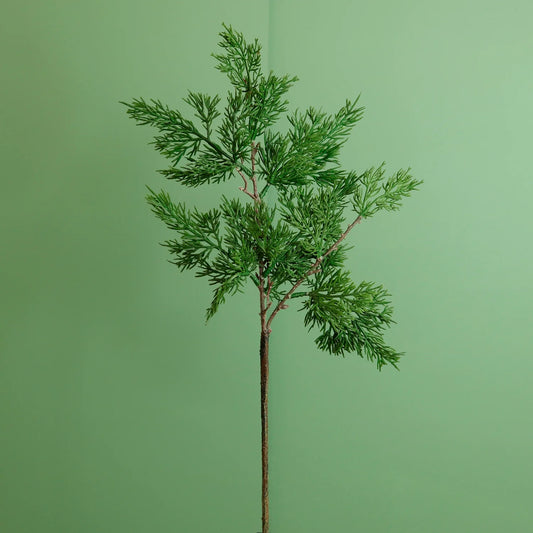 Premium Juniper Pine Conifer Stem