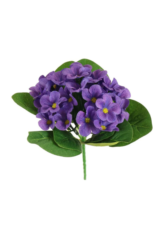 African Violet (Primrose)